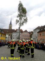 Stück für Stück wird der Baum in die Höhe geschoben