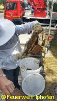 Bienenschwarm im Rödelseer Tor