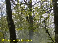 Person im Baum